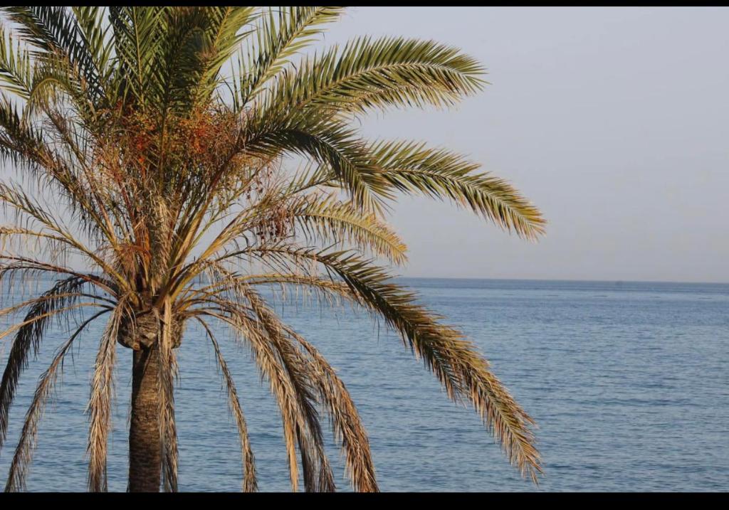 Lujosa vivienda en primera línea de playa